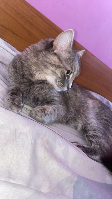 ПОДАРЯВАМ женско коте