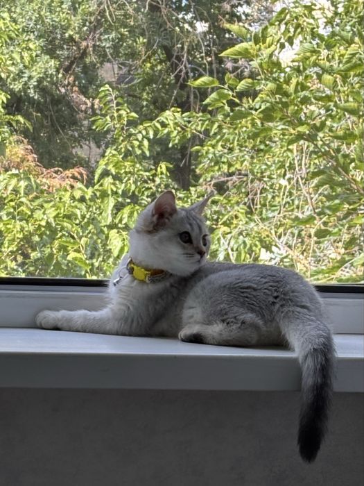Котенок Скоттиш Страйт ( Шиншила)
