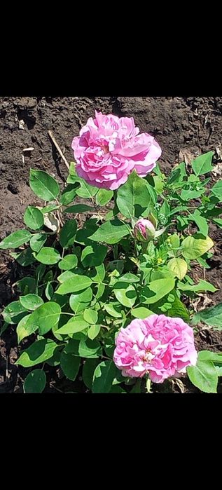 Продам дачу. Не затапливается