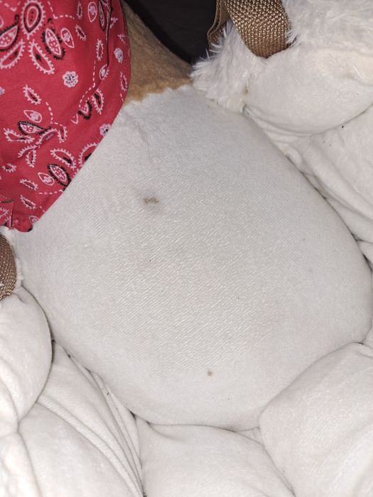 Căluț de pluș balansoar cu sunete