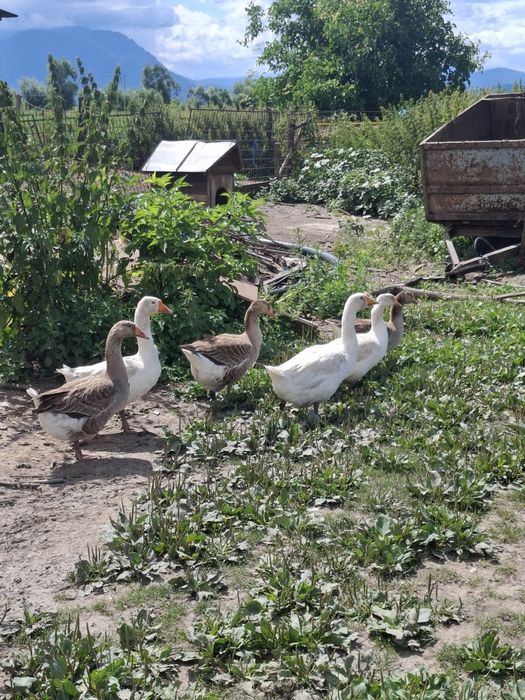 Gâște de vânzare