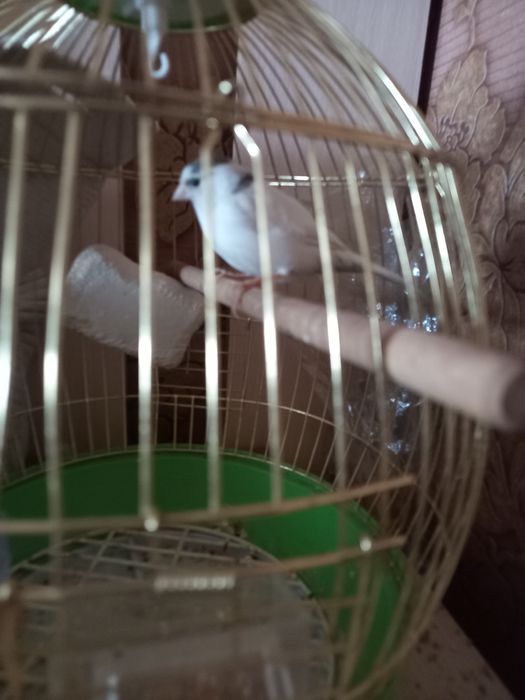 Канареика птица 1,5 года