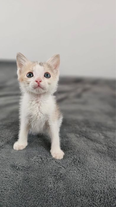 Отдаем симпатичных котят в добрые руки