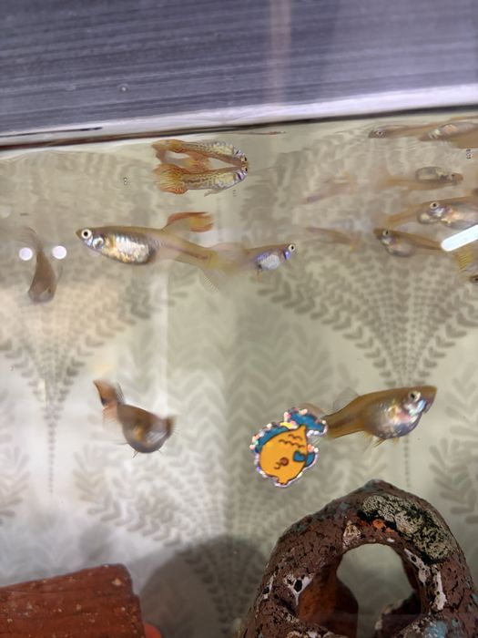 Рыбки аквариумные