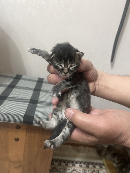 Продам котят мейнкунов