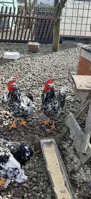 Caută altă casă cocosi pita  pinta asturiana