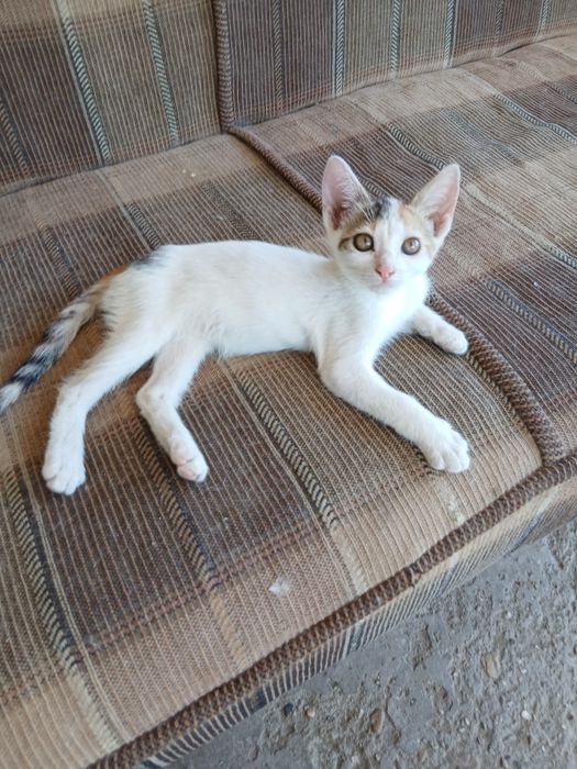 Pisicuțe pentru adopție.
