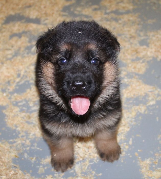 Продаются щенки нем авчарки