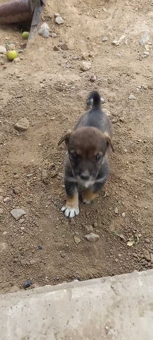 Щенки дворняжки малыши