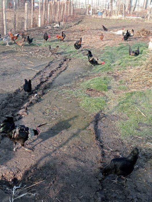 Продам карликовых курей