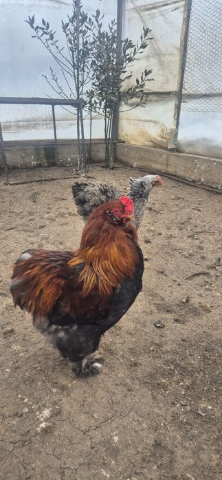 3 Cocoși de vanzare