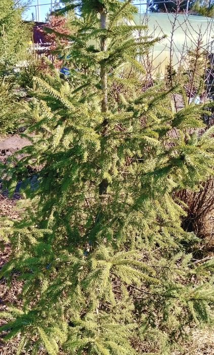 Продам ели сибирские  ели голубые