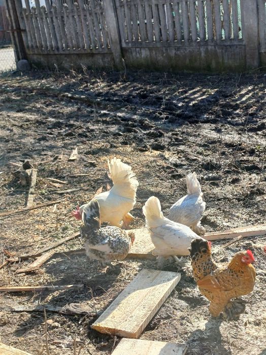 Vand oua pitica  mii de flori si motate