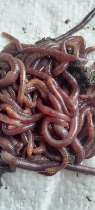 Chuvalchang Baliq Ovi Uchun