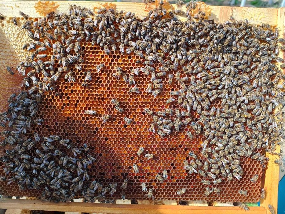 Vand familii de albine si roiuri