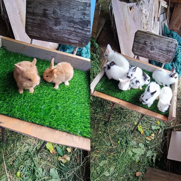 Iepuri rasa pitică cap de leu toy