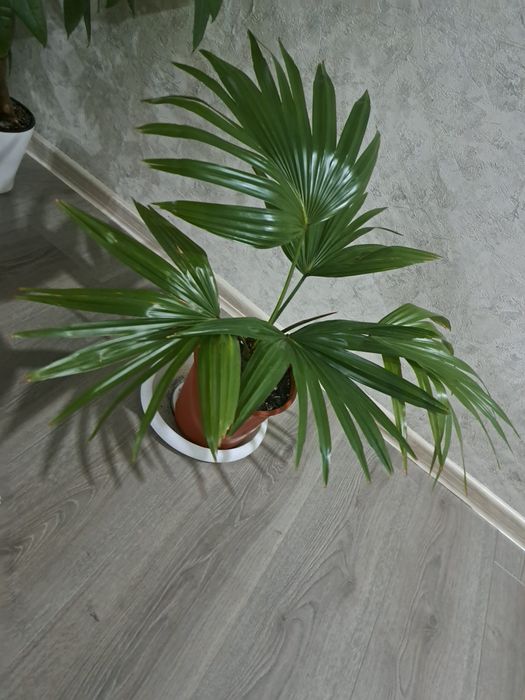 Продам пальму Ливистона