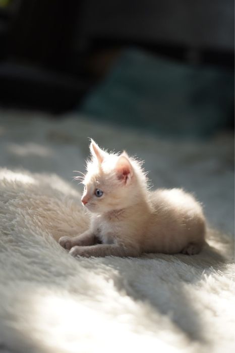 2-х месячные котята