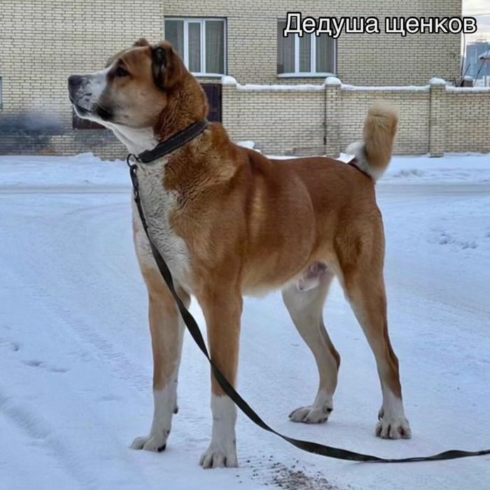 Щенки Алабай 1 месяць