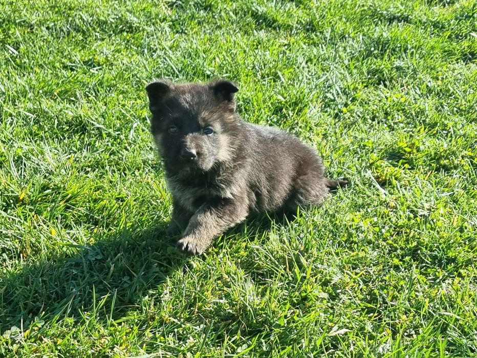 Малки немски овчарки