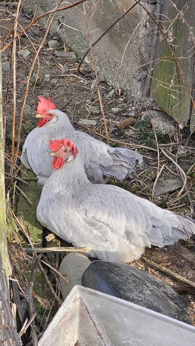 Oua Italiene Perlate Rasa Pura