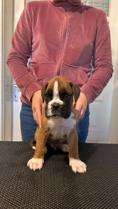 Puii Boxer German de vânzare