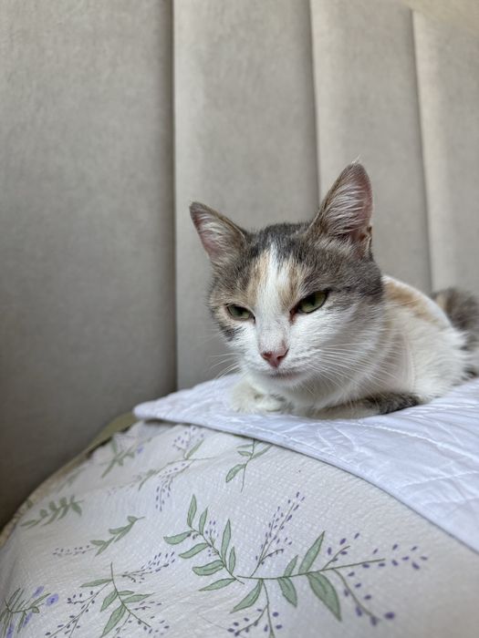 Трехцветная кошка