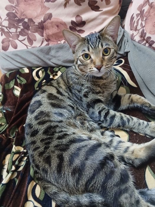 Бенгальские Кот для вязки