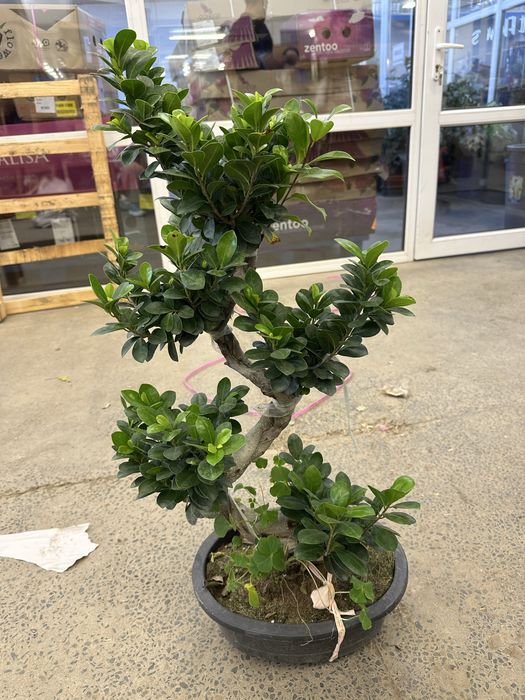 Бонсай дерево фикус