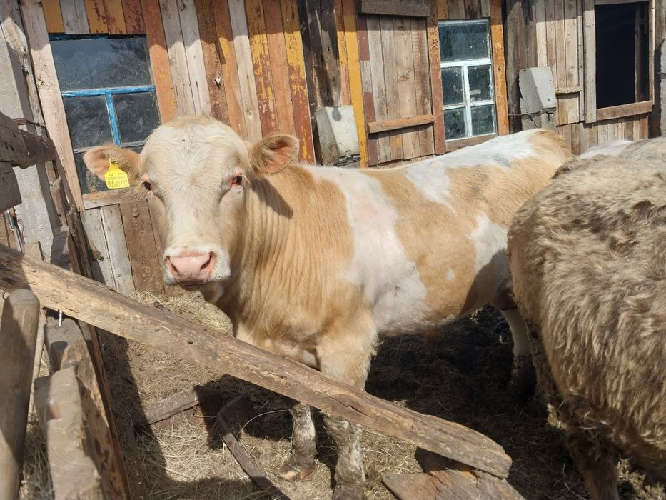 Продам быка на племя