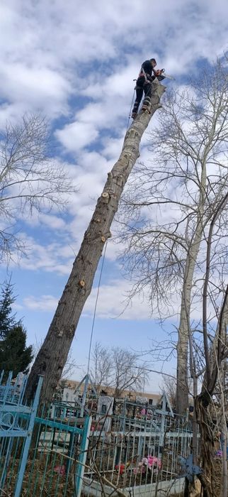 Спил деревьев с помощью альпинизма