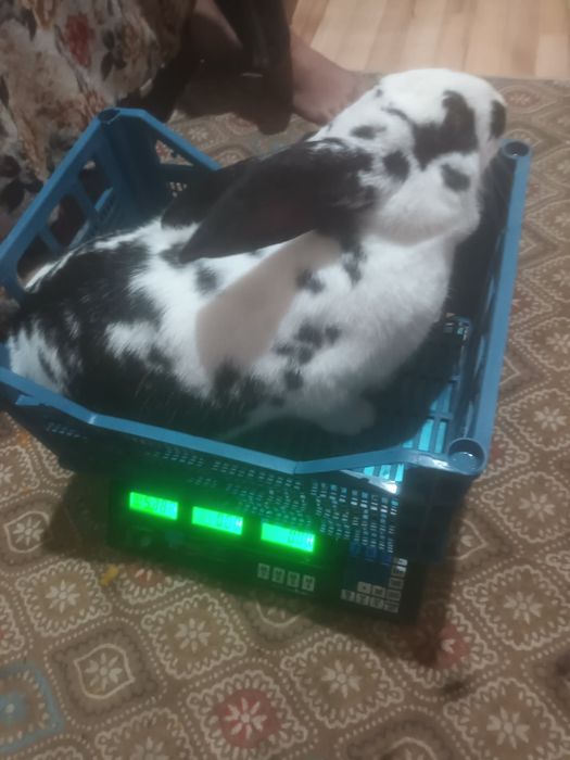 Продавам заекиня пеперуда