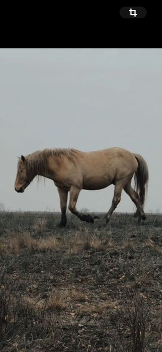 Продаётся жеребец