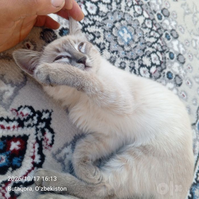 Mushuk  6 oylik  paroda