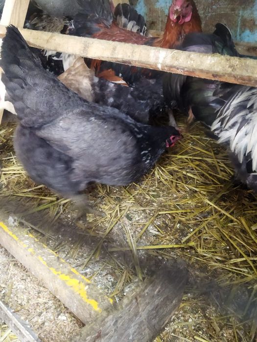 Продам куры домашние