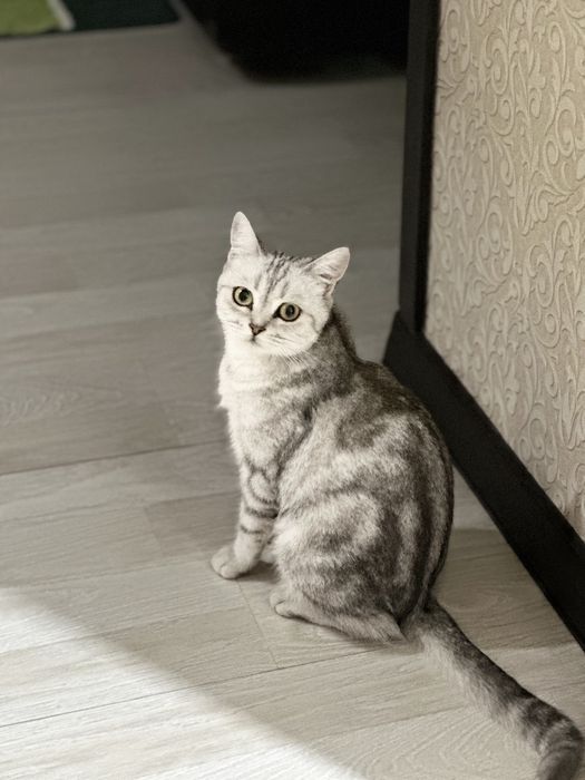 Продаются британские котята