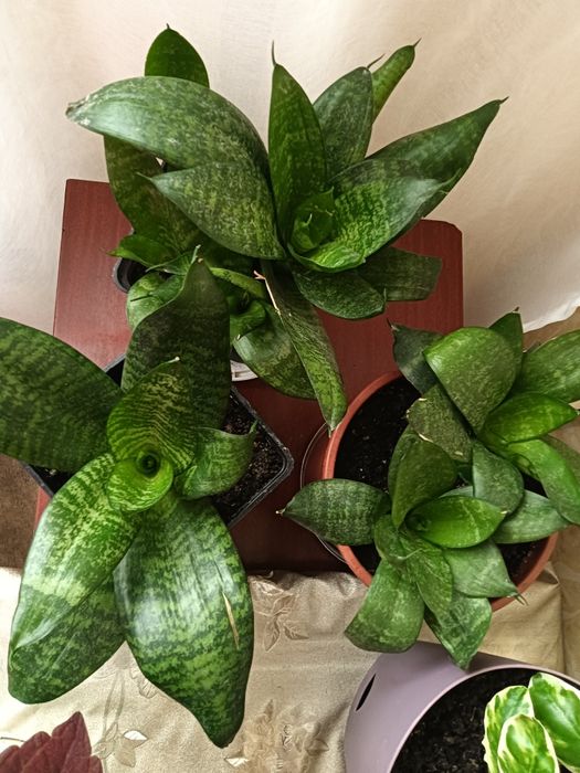 Цветы комнатные ...