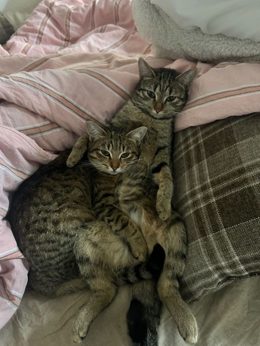 Отдам в добрые руки