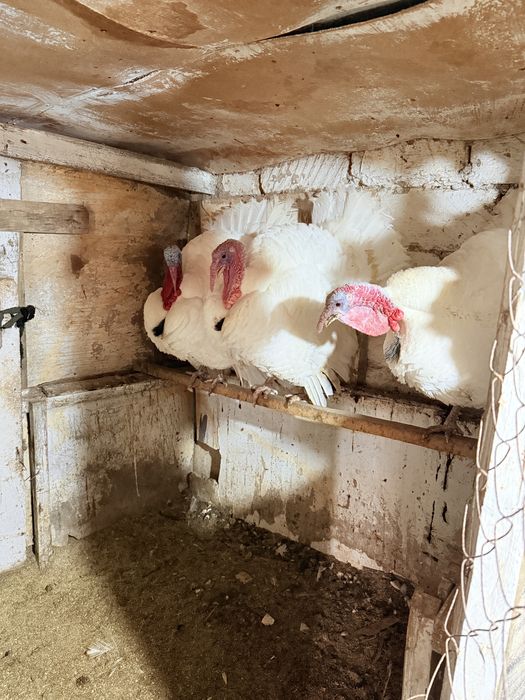 индюк 1,5 годовалые