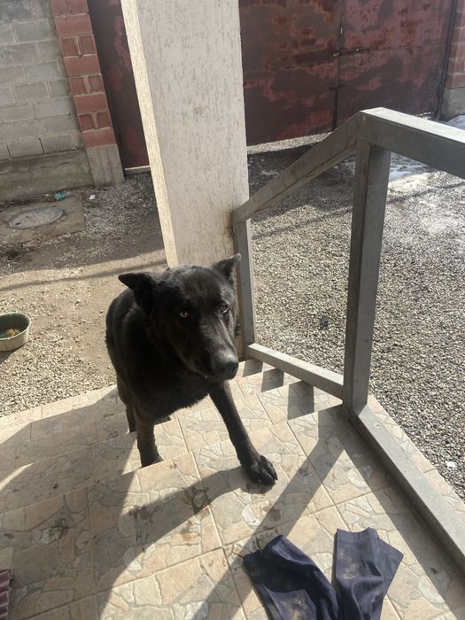 продам   овчарку