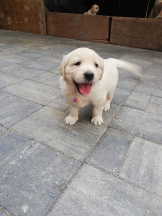 Puiuți Golden Retriever