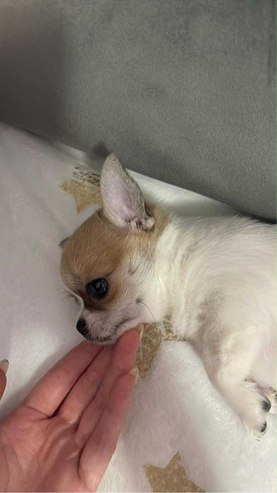 Мини късокосместо чихуахуа