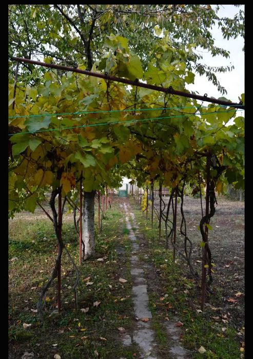 Вила под Наем Видин