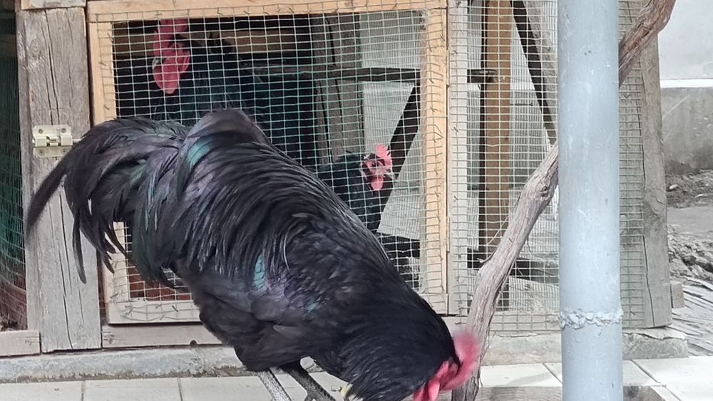 Австролоп  сотилади 1+1