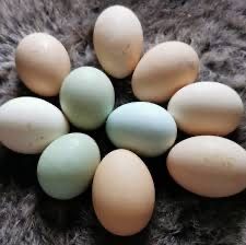 Vând oua de casa BIO, proaspete .