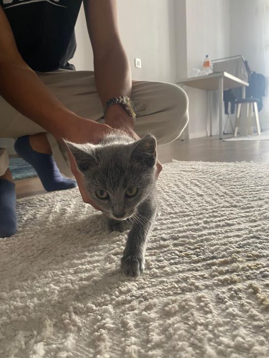 кошка с золотымй когтиями