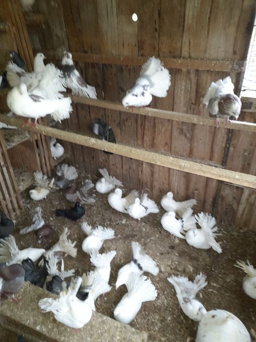 Porumbei rotati curcani