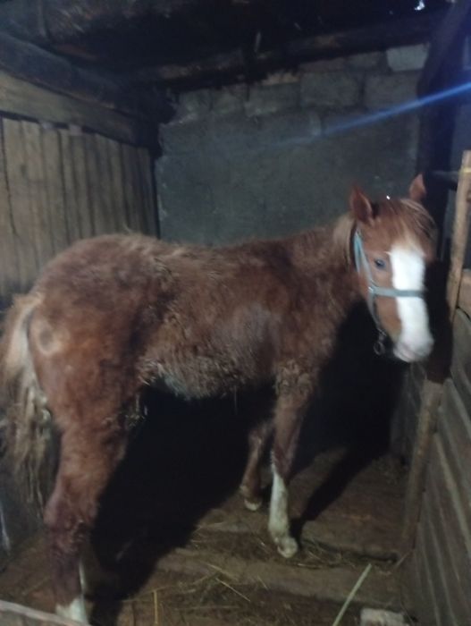 Продам жеребенка девочку