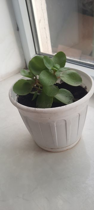 Есть на продажу   оброщаемся  цветы