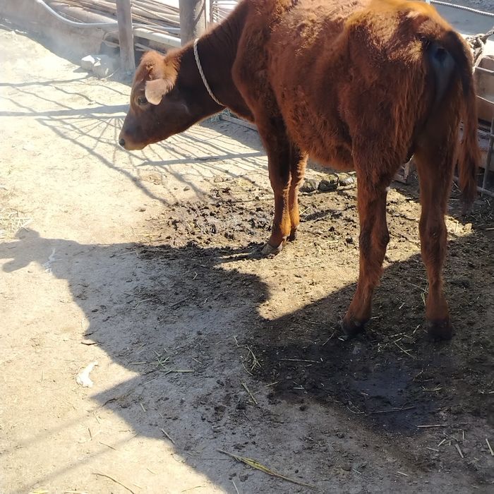 Соглом буккача сотилади